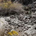 Rabbitbrush, after the flood