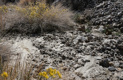 Rabbitbrush, after the flood