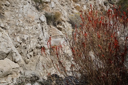 A splash of red from giant Indian paintbrush