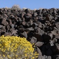 Rabbit brush and volcanic rock