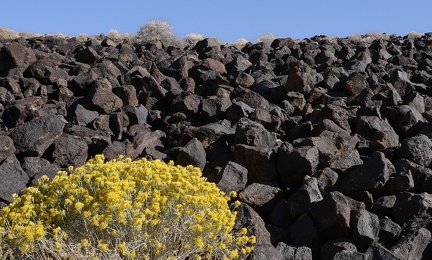 Rabbit brush and volcanic rock