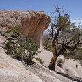 Pinon pine survivors