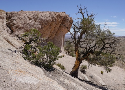 Pinon pine survivors