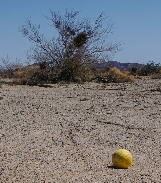 Coyote melon