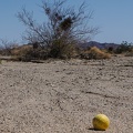 Coyote melon