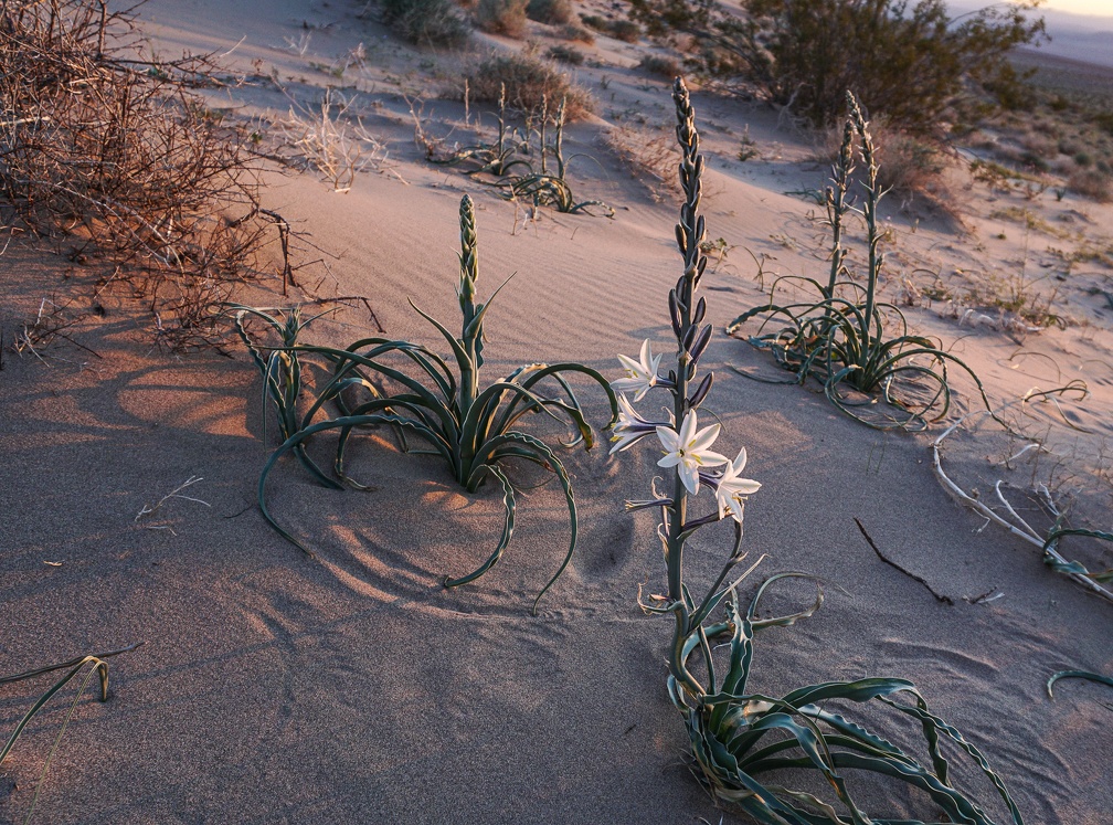 Desert lilies catch the final light of day