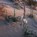 Desert lilies catch the final light of day