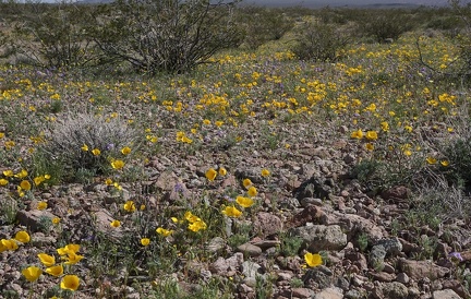 Mojave poppies