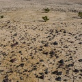 Four creosote bushes on a dry lake