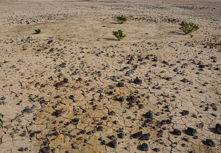 Four creosote bushes on a dry lake