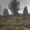 Rain, sagebrush and pines
