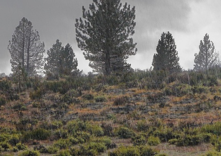 Rain, sagebrush and pines