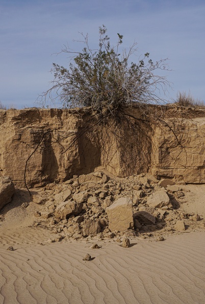 Creosote bush and roots, Mojave Desert.