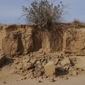 Creosote bush and roots, Mojave Desert.