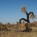 Scarecrow Joshua tree, Mojave National Preserve, York Fire zone.