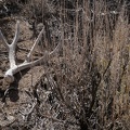 Antler and sagebrush, Death Valley National Park.