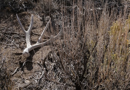 Antler and sagebrush, Death Valley National Park.