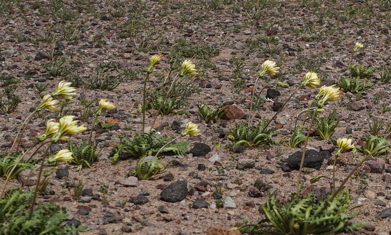 Desert dandelions blow in the wind