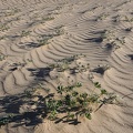Low-lying lupines influence the pattern of ripples in the desert sand