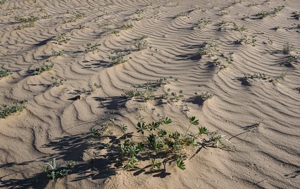 Low-lying lupines influence the pattern of ripples in the desert sand