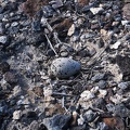Killdeer egg laid on the ground in a meager "nest"