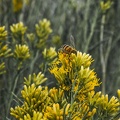 Rabbitbrush season