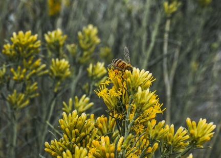 Rabbitbrush season