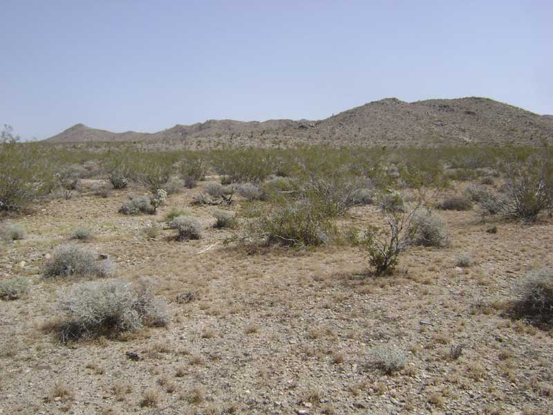 Parts of this fan host fewer creosote bushes than usual, allowing many tufts of ankle-low grasses to grow