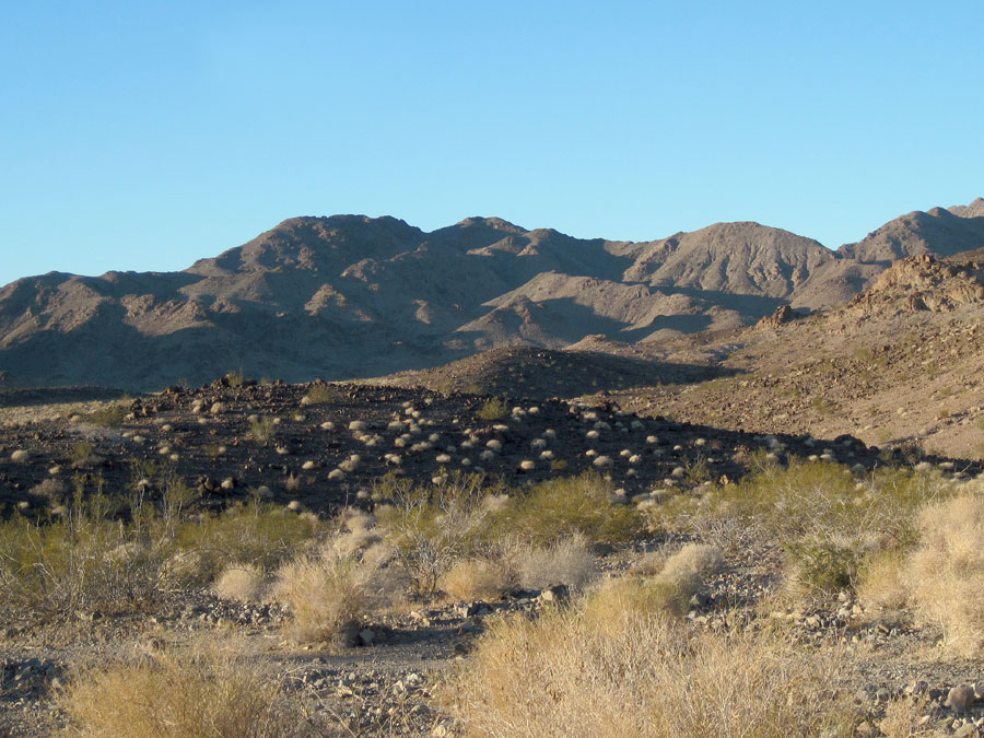 Dry ivory tufts from last year dot a black volcanic outcrop in the Bristol Mountains foothills east of Broadwell Dry Lake
