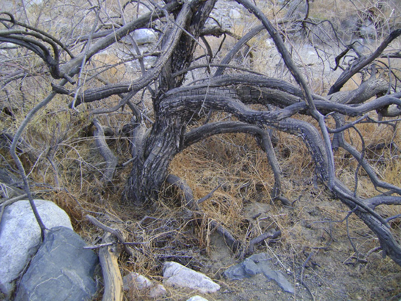 Burned desert willow (chilopsis linearis) in Bull Canyon wash, Mojave National Preserve