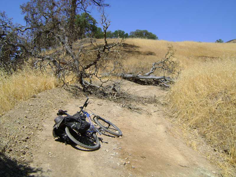 On the way up the hill, I reach a fallen oak that blocks the road