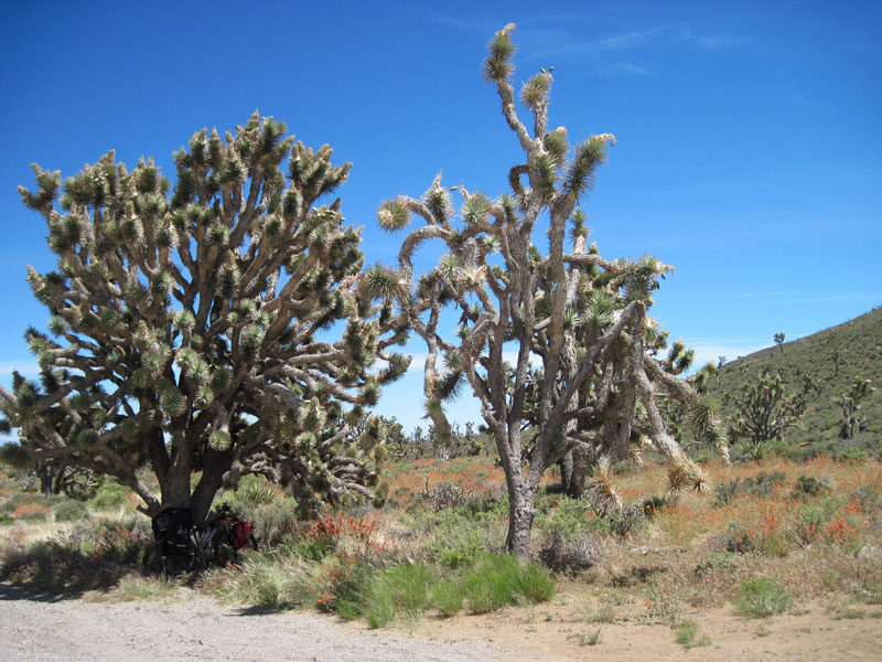 Joshua trees grow quite slowly, so these big trees here along Nevada 164 must be quite old