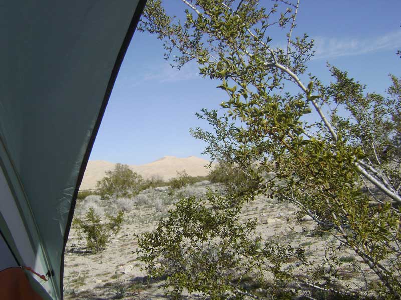 Awake, I peer out the back of my tent to see a sunny day, Kelso Dunes, and a creosote bush poking me in the face