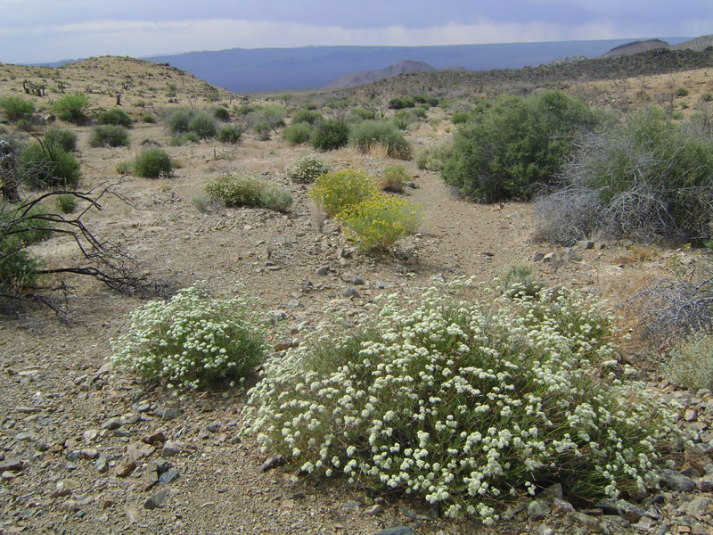 White buckwheat flowers in Macedonia Canyon valley