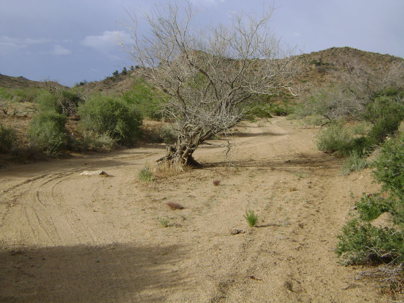 A tree grows in the wash in Macedonia Canyon, Mojave National Preserve