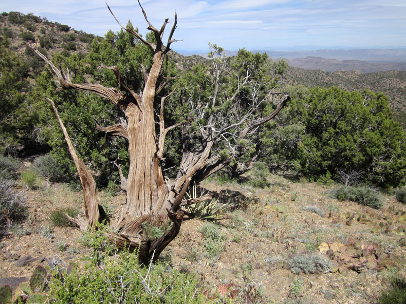 I spy an old tree trunk on the McCullough Mountains ridge line