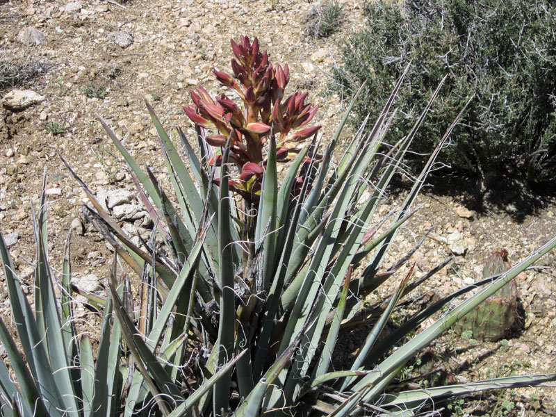This banana yucca in the McCullough Mountains is getting ready to bloom