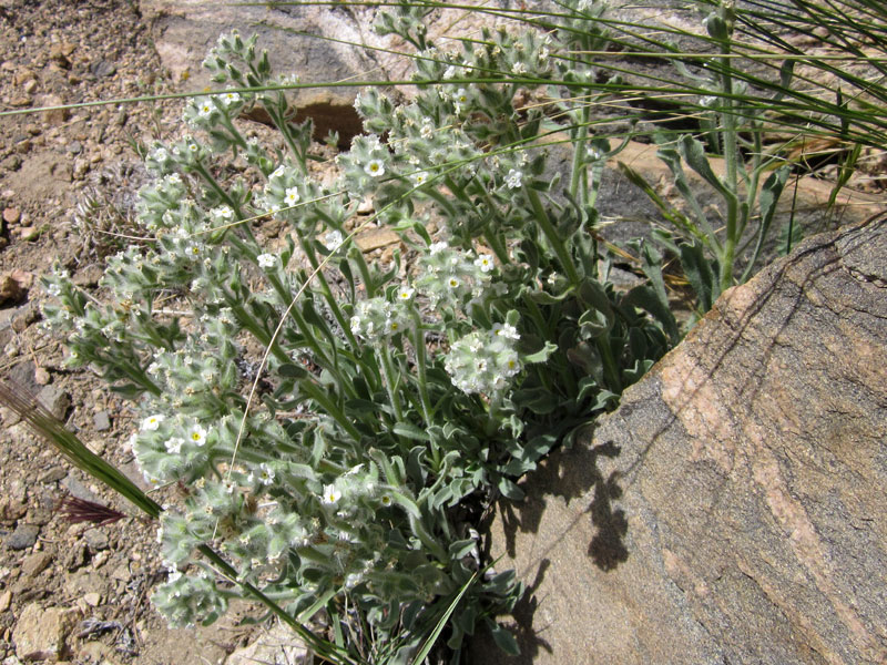 I've seen this white flower before; I think it's Desert tobacco (Nicotiana obtusifolia)