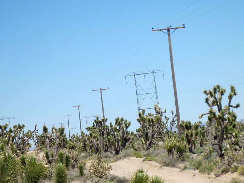 The power lines here add extra height to the joshua-tree forest