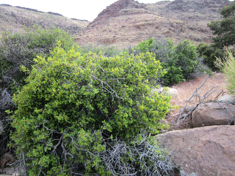 I take a closer look at that regenerated oak in Saddle Horse Canyon