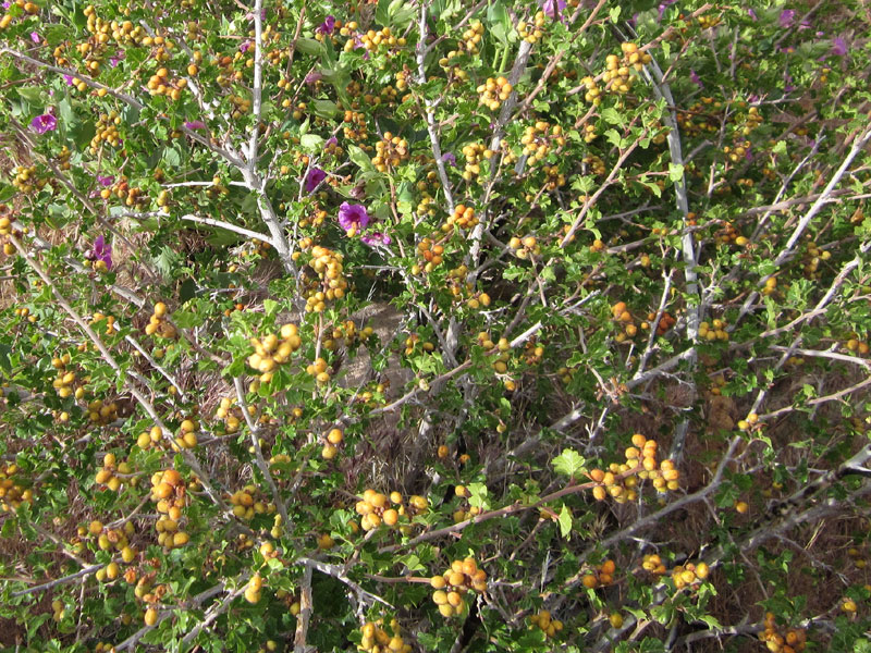 Purple four o'clock flowers poke through a Rhus trilobata bush laden with unripe berries in Saddle Horse Canyon