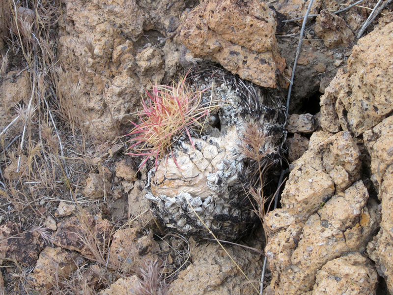 This charred barrel cactus is slowly resprouting after being burned in the 2005 brush fires