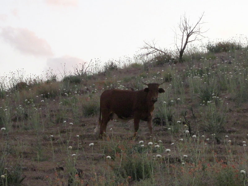 This bull poses for a portrait along Wild Horse Canyon Road