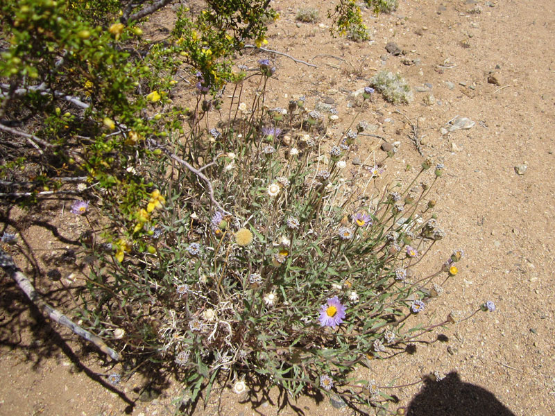 This Mojave aster, growing at the edge of a creosote bush, still has a few fresh flowers