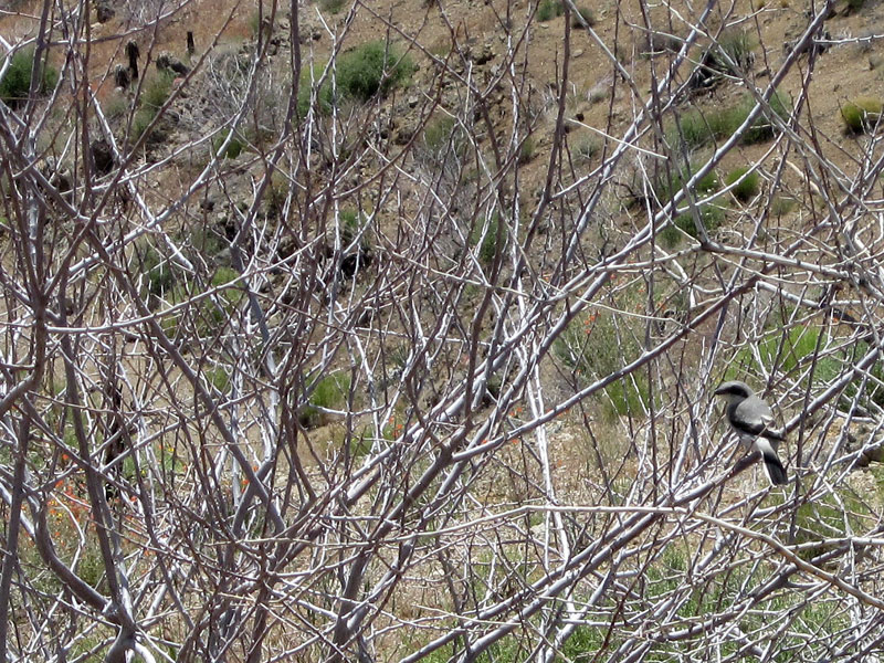 As I arrive in Globe Canyon, I notice a few black-striped birds flitting about in a catclaw bush