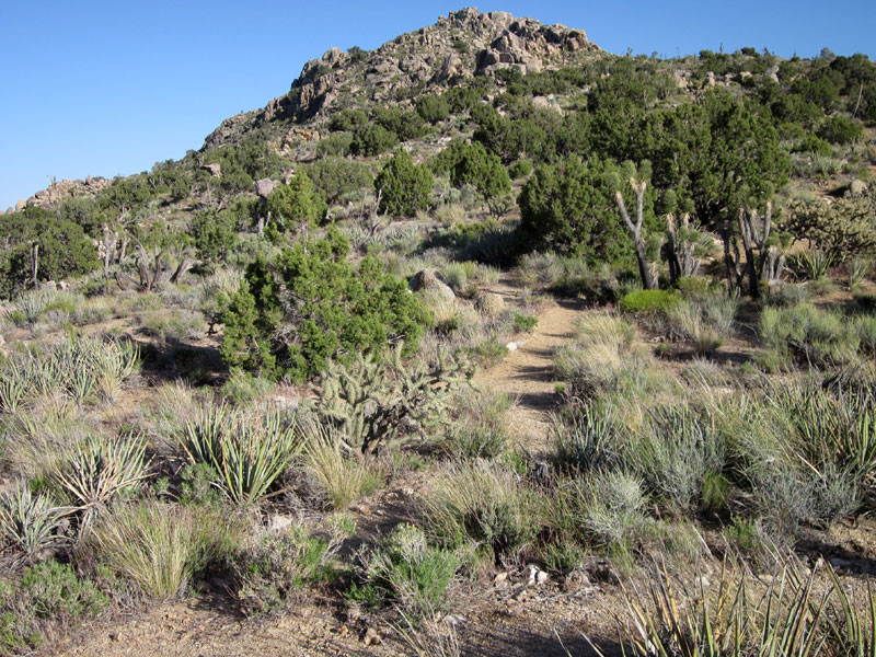 As the trail rises toward Teutonia Peak, we pass through a patch of junipers
