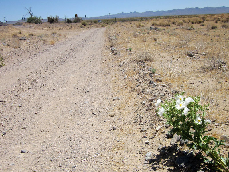 The bumpy Nipton-Desert Road is starting to give me a headache, so I'm happy to take a break by this prickly poppy