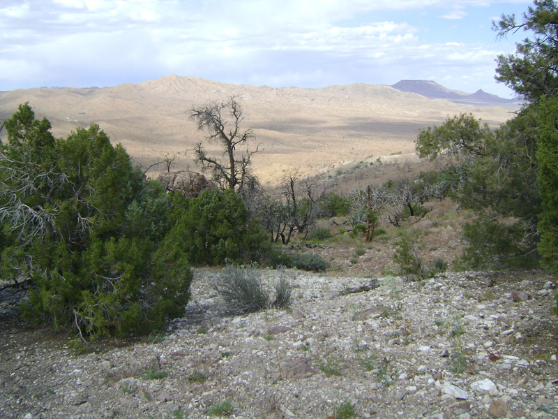 A few of the old junipers below Wild Horse Mesa appear to have escaped the ravages of the 2005 fires
