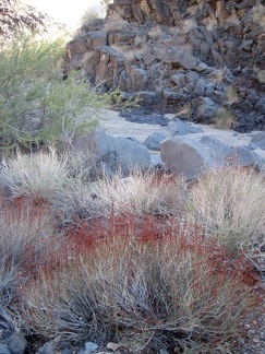 Many old, red plant stems (buckwheats perhaps) and fresh green catclaw acacias grow in this wash